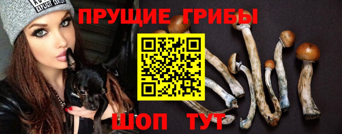 Асино  Псилоцибиновые грибы Cubensis  Вход с VPN 